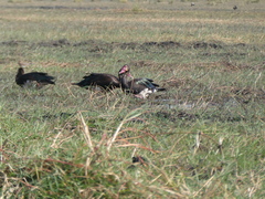 Plectropterus gambensis