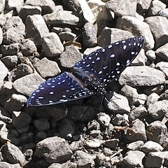 Hamadryas laodamia saurites