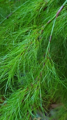 Caustis blakei