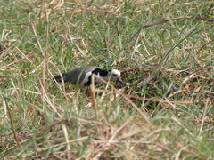 Vanellus crassirostris
