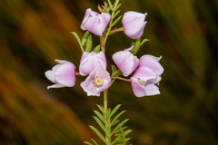Boronia floribunda