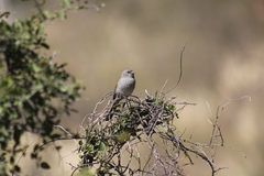 Spizella atrogularis