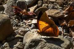 Charaxes psaphon