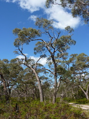 Eucalyptus viminalis cygnetensis