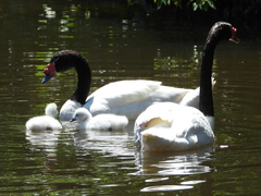 Cygnus melancoryphus