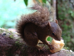 Sciurus aestuans