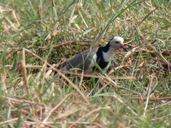 Vanellus crassirostris