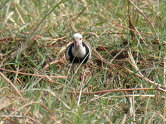 Vanellus crassirostris