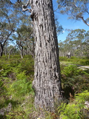 Eucalyptus viminalis cygnetensis