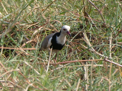 Vanellus crassirostris