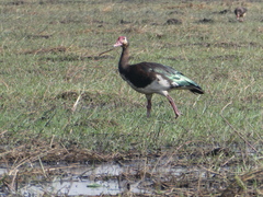Plectropterus gambensis