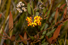 Daviesia corymbosa