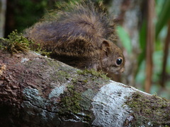 Sciurus aestuans
