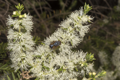 Melaleuca lanceolata