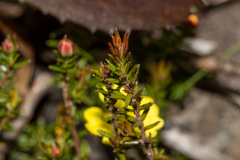 Hibbertia intermedia