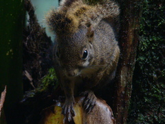 Sciurus aestuans