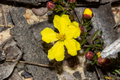 Hibbertia intermedia