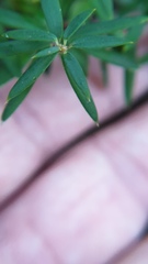 Acrotriche aggregata