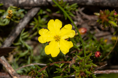 Hibbertia intermedia