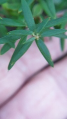 Acrotriche aggregata