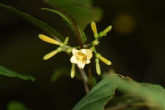 Hamelia axillaris