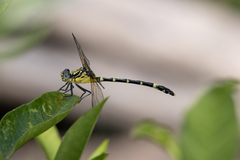 Austrogomphus amphiclitus