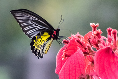 Troides minos