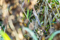 Cistothorus palustris