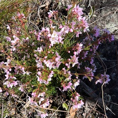 Boronia floribunda