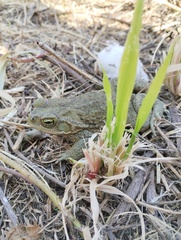 Rhinella arenarum