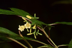 Hamelia axillaris
