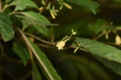 Hamelia axillaris