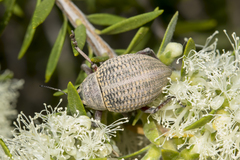 Melaleuca lanceolata