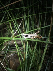 Chloealtis conspersa