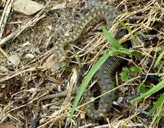 Vipera aspis zinnikeri