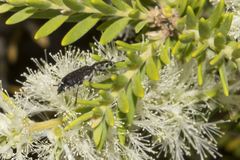 Melaleuca lanceolata
