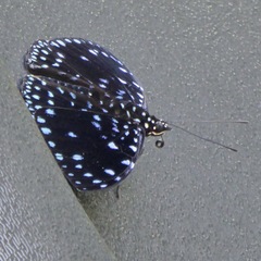 Hamadryas laodamia saurites