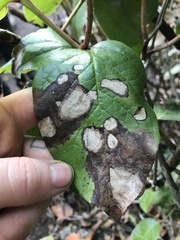 Cameraria gaultheriella