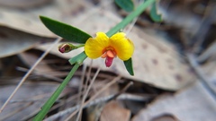 Bossiaea