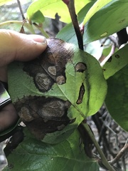 Cameraria gaultheriella