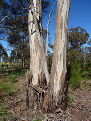 Eucalyptus leucoxylon leucoxylon