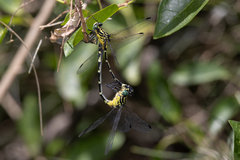 Austrogomphus amphiclitus
