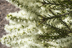 Melaleuca lanceolata