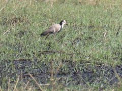 Vanellus crassirostris