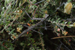 Archimantis quinquelobata