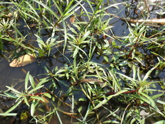Ludwigia adscendens
