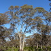 South Australian Blue Gum - Photo (c) Dean Nicolle, some rights reserved (CC BY-NC), uploaded by Dean Nicolle