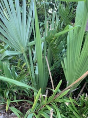 Coryphoideae