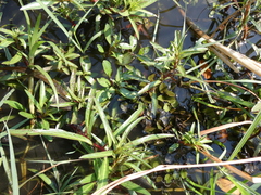 Ludwigia adscendens
