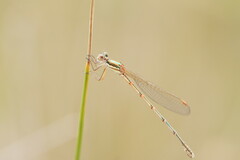 Austrolestes analis
